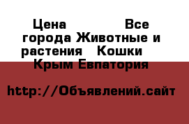 Zolton › Цена ­ 30 000 - Все города Животные и растения » Кошки   . Крым,Евпатория